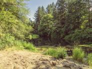Ewing Young Trails