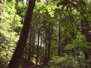 Nature trails surrounding Chehalem Glenn Golf Course