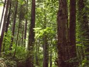 Nature trails surrounding Chehalem Glenn Golf Course