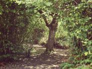 Nature trails surrounding Chehalem Glenn Golf Course