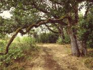 Schaad Park trail