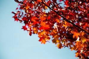 Fall