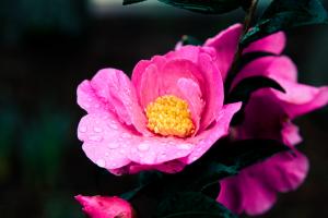 Camellia