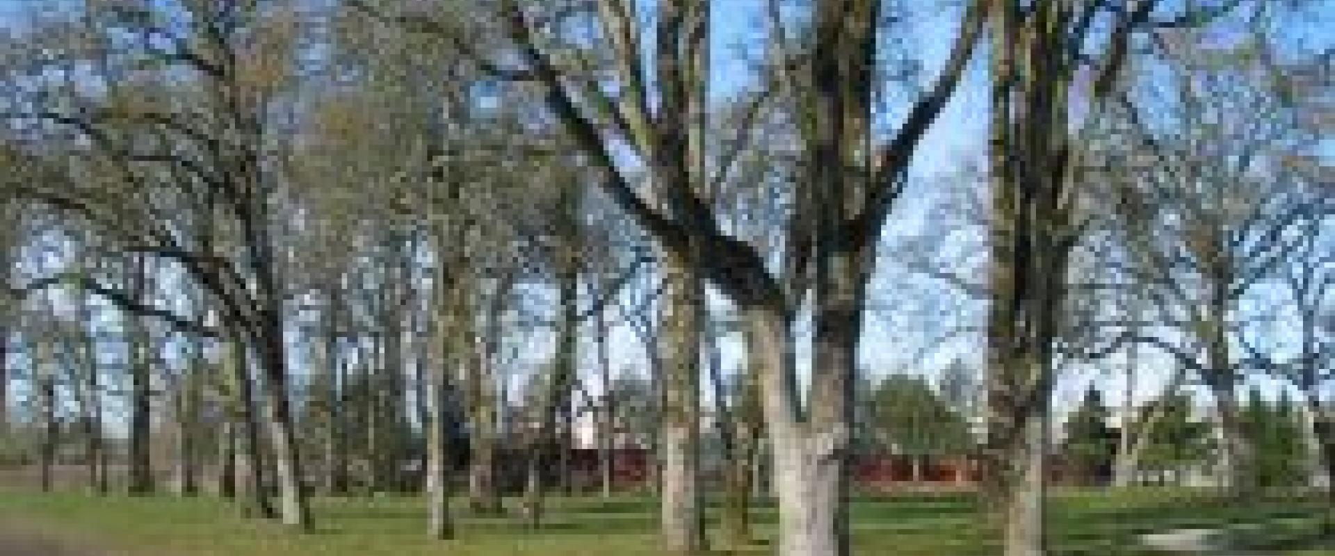 white oak park